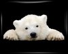Baby Polar Bear XO