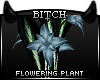 !B Home Flowering Plant