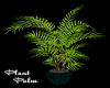 Plant palm