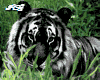 Blak Tiger