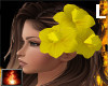 HF Talender Daffodils L