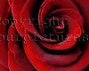 Red Rose Furnature GA