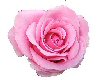 Pink Rose Marker