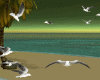 23 ANIM seagulls