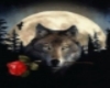 Just For You - Wolf Pic