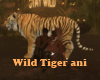 Wild Cuddle Tiger ani