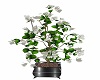 Steel Potted Camelia 3