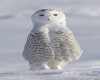 Winter White Owl