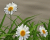 MAU/ DAISIES MARGARITAS