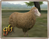 Farm Sheep ANM