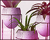 ɳ Plant Set