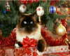 Christmas Kitty 6