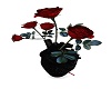 Black heart stab Roses