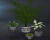 Plants Decoration Zen