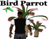 Caribbean Parrot Anima