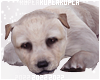 $K Cute Puppy Animated
