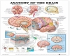 *In* Brain's anatomy