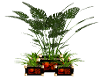 Firedragon 5 plants