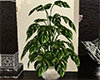 monstera plant for XL