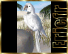 [Efr] White Parrot