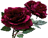 (B4) Changing Rose