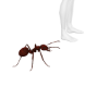 Ant Pet