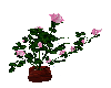 Pink Dew Drippin Rose
