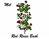 Red Roses Bush