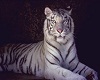 white tiger picture