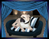 bulldog in dog bed