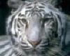 White Tiger Sticker