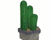 Potted Desert Cactus