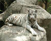 white tiger on a rock