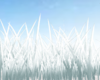 Wild White Grass
