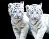 white tiger dining table