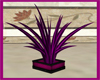(LIR) ANUK Plant Palm.