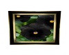 MP~BLACK PANSY PICTURE