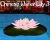 Chinese Water Lily 3
