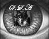 gray wolf eyes