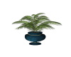(Asli)Plant