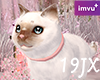 Siamese cat v2