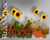 Sunflower Pumpkin Patch