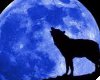 Howling at the moon wolf