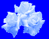 Light Blue Roses
