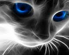 blue cats eye ~lon~