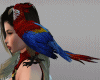 parrot multicolor pirata