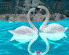 Lovers Kiss Swans