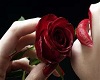 sensual red rose pic