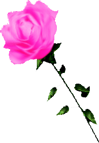 Fuchisia Rose