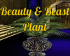 Beauty & Beast Plant